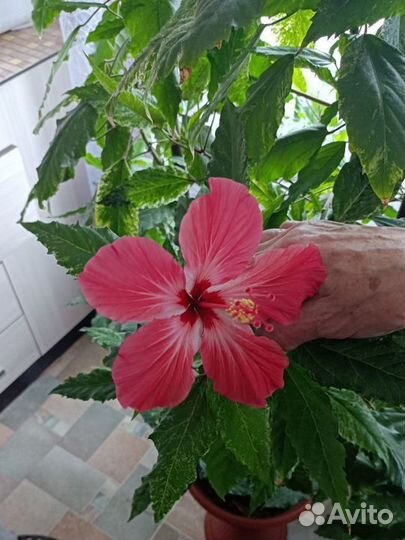 Гибискус комнатный