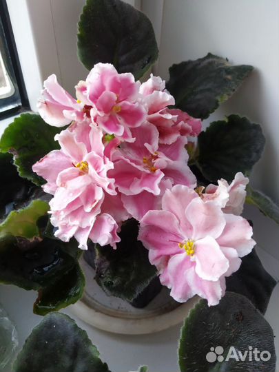 Фиалка в горшках цветущая