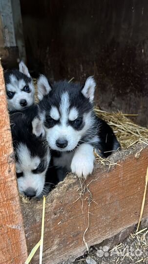 Сибирский хаски