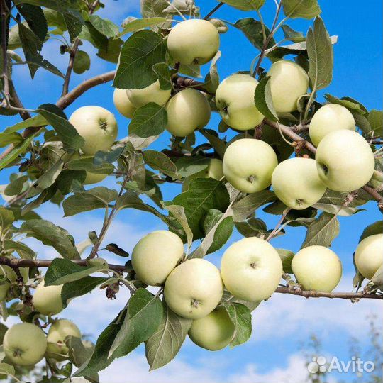 Яблоня