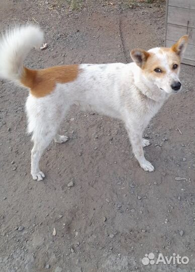 Пес Рей ищет дом