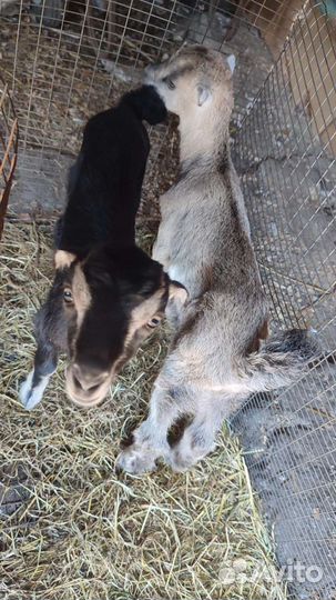 Козы ламанча