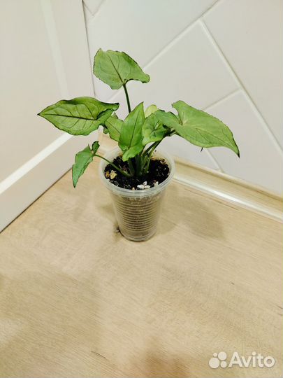 Сингониумы разные сортовые