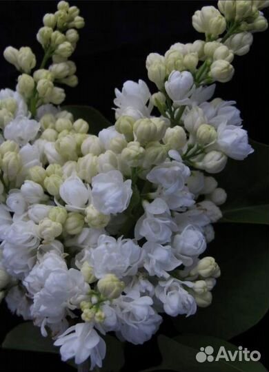 Сирень Привитая