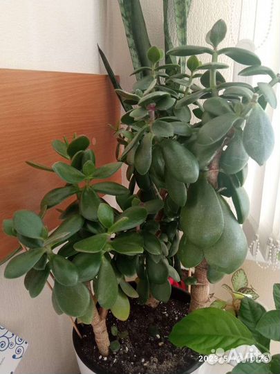 Растение Толстянка