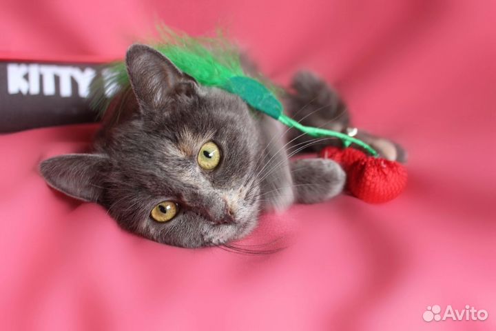 Кошка Паулина