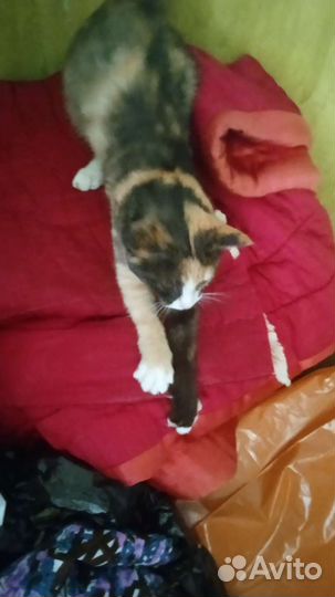 Котенок ищет дом