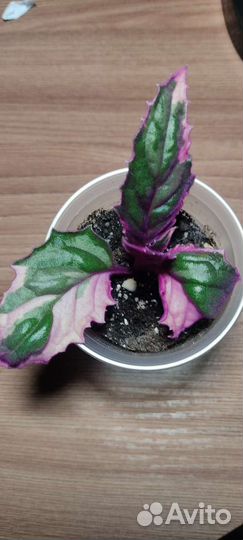 Гинура вариегатная и обычная (Синяя птица)