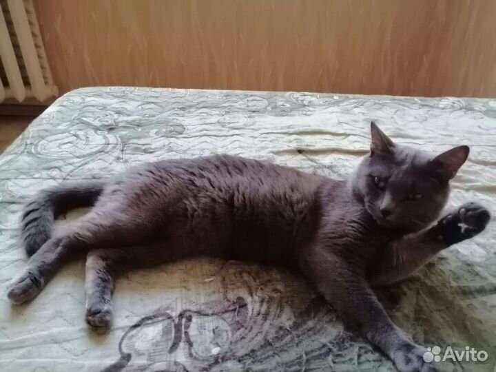 Кот в добрые руки