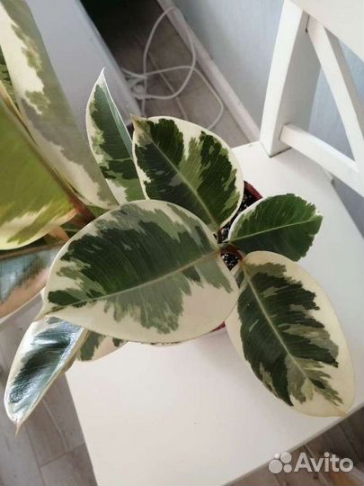 Фикус эластика тинеке