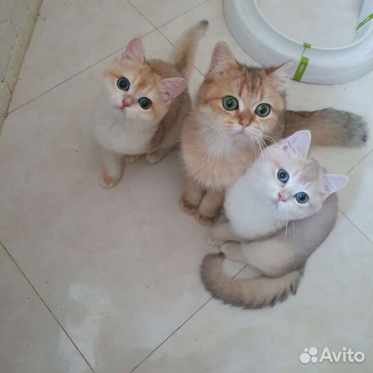 Британские золотые котята