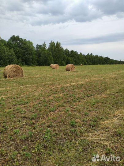 Продам сено в рулонах