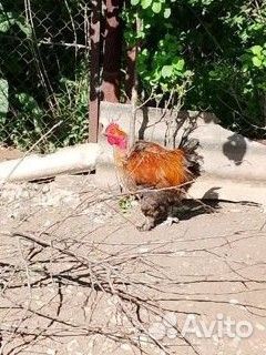 Петухи брама