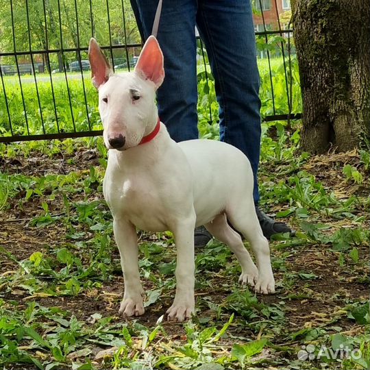 Стандартный бультерьер