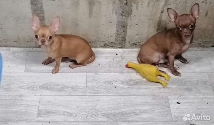 Щенки чихуахуа мальчишки