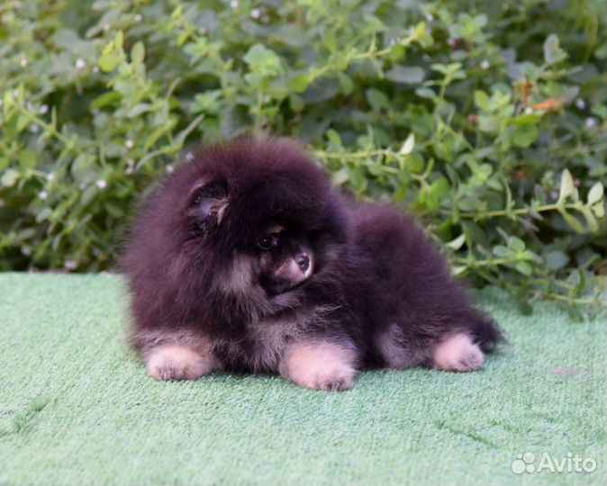 Щенки померанского шпица