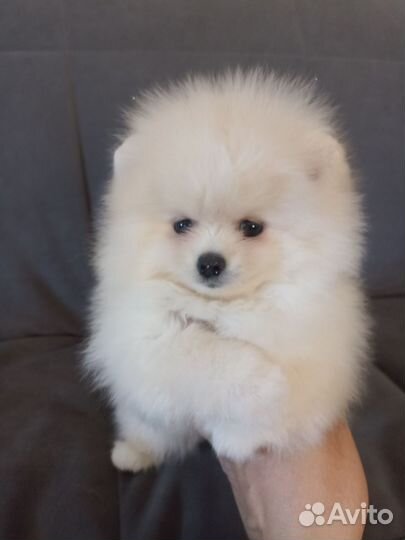 Шпиц девочка