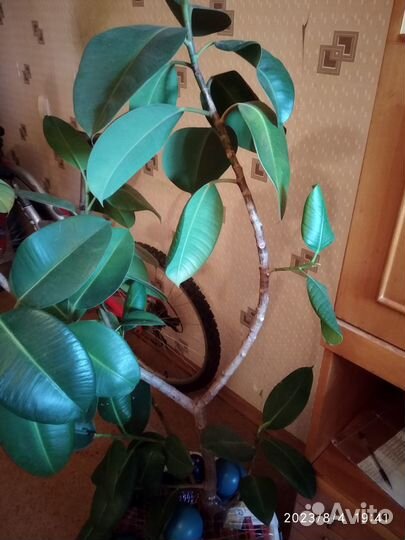 Фикус каучуконосный большой