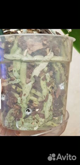 Орхидея бабочка