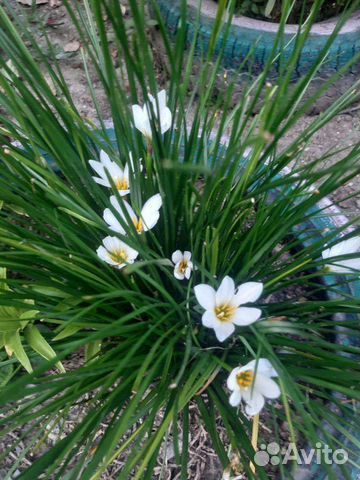 Комнатные цветы