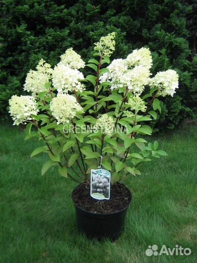 Гортензия метельчатая Bobo/С45