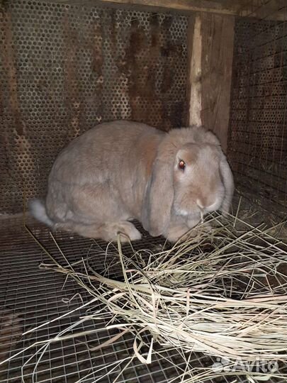 Кролики породы французский баран