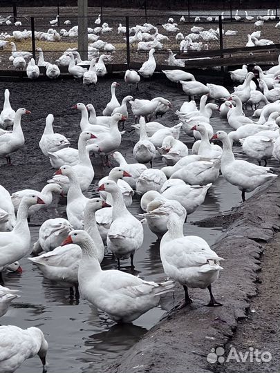 Гуси итальянки возраст 4 месяца