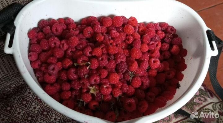 Саженцы малины