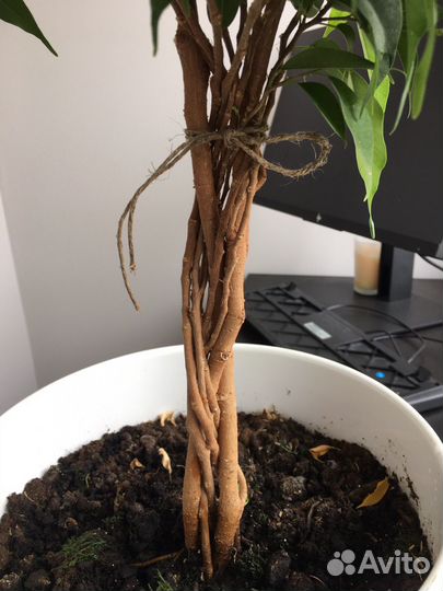 Фикус бенджамина плетеный
