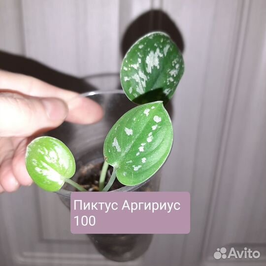 Сциндапсусы и эпики сортовые