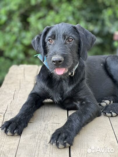 Собака охранник