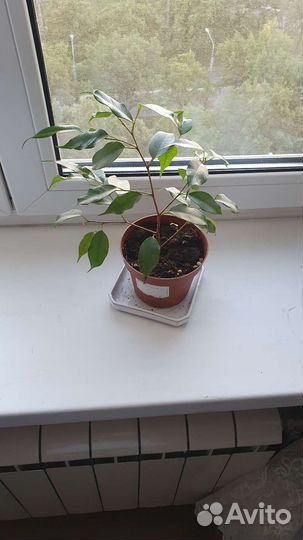 Фикус бенджамина