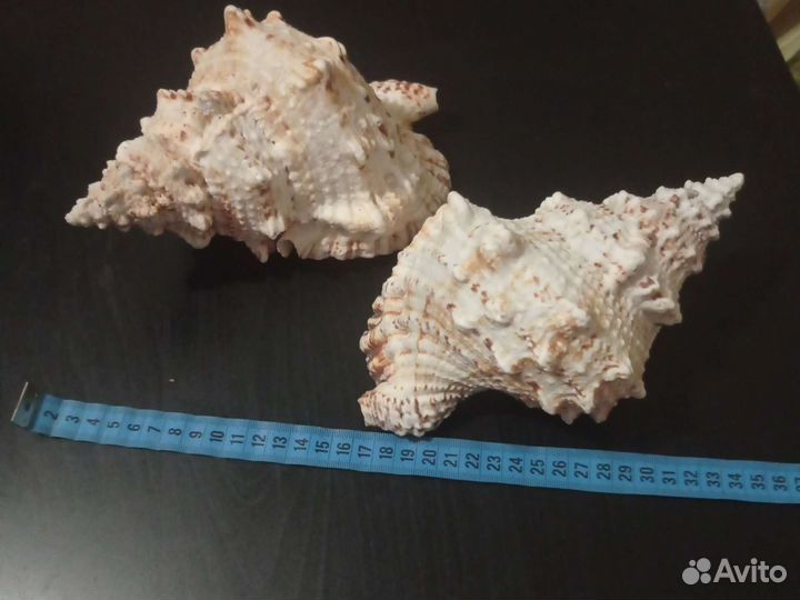 Раковина большая