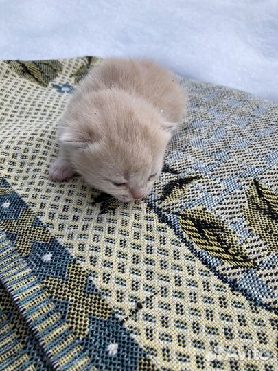 Кошки в добрые руки бесплатно