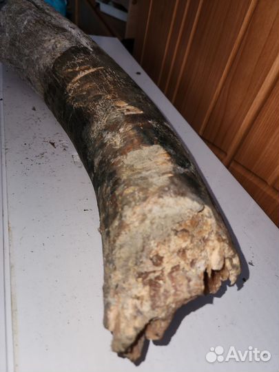 Бивень 5,5кг