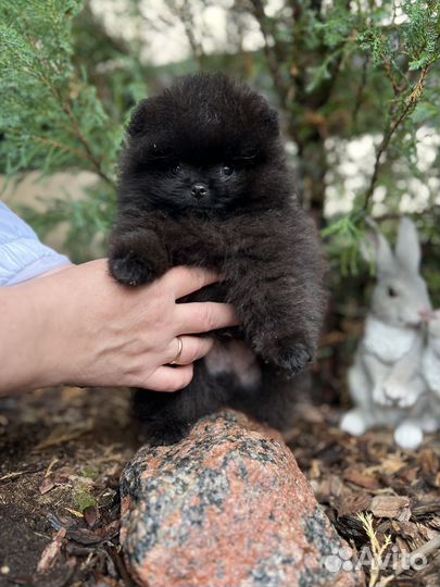 Щенки померанского шпица