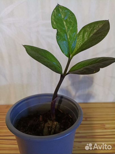 Замиокулькас черный ворон