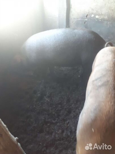 Продам молодых хряков