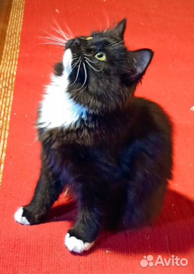 Кошка в добрые руки