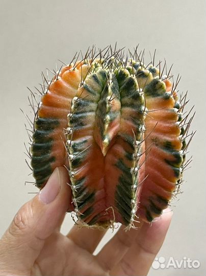 Большой Кактус Gymnocalycium variegate