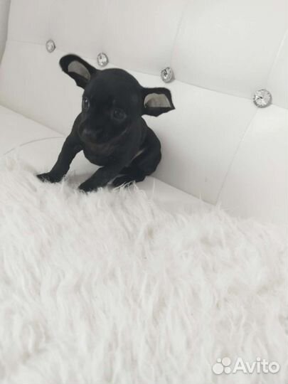 Чихуахуа, тойтерьеры, карликовые пинчеры Доставка