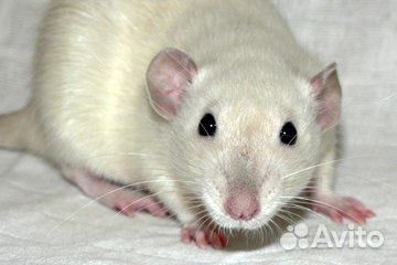 Крыса дамбо