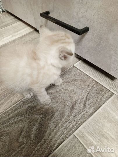 Британские котята