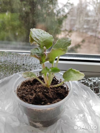 Детка фиалки