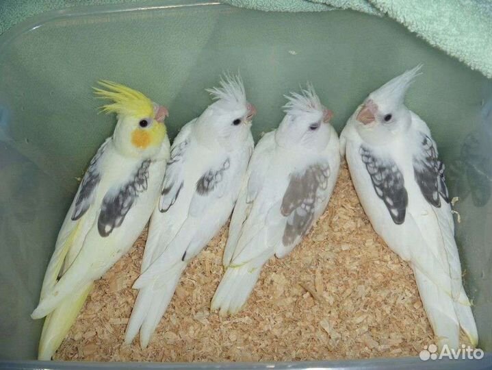 Кореллы безщекие