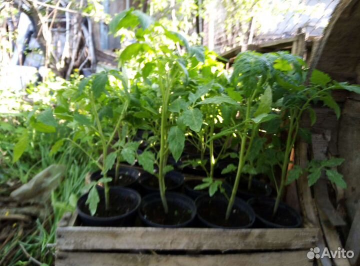 Рассада помидор, огурец, перца, баклажан, капусты