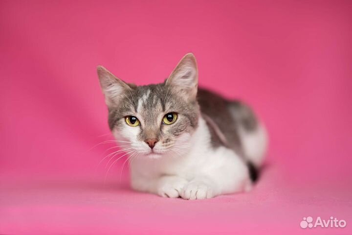 Кошка в дар бесплатно