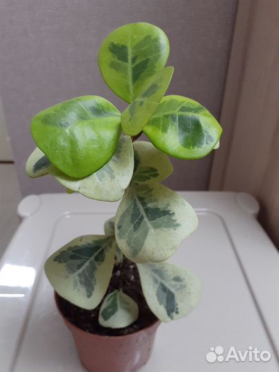 Треангулярис крем