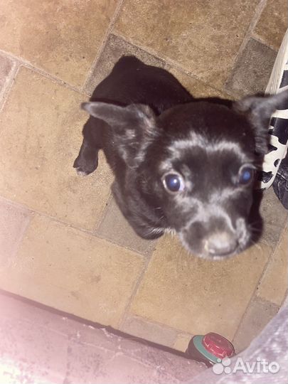 Двор терьер