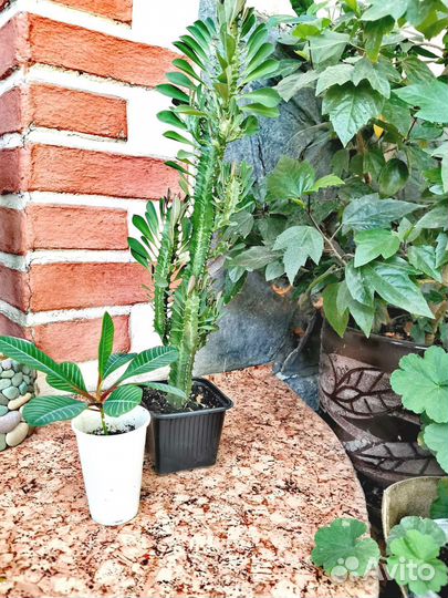 Эуфорбия (молочай)